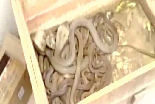 snakes